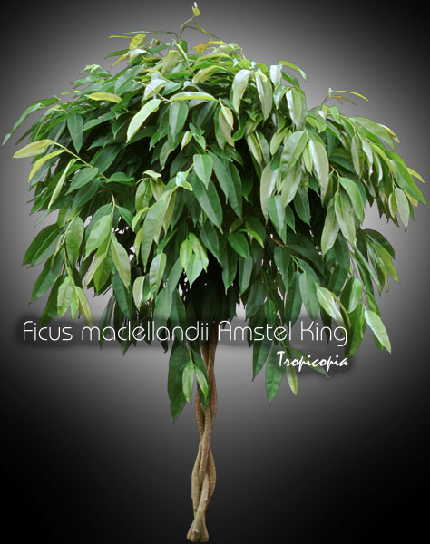 Ficus - Ficus maclellandii 'Amstel King' - Willow fig tree